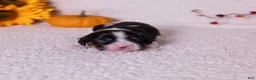 Cavalier King Charles Spaniel dogs for sale: Buck - Ad 7