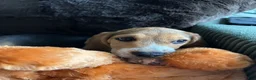 Beagle dogs for sale: Merlin  - Ad 3