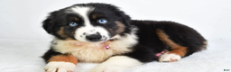 Miniature Australian Shepherd dogs for sale: Jody - Ad 2
