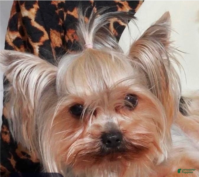Yorkshire Terrier dogs Yorkshire Terrier 1 female trained - Ad 9