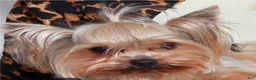 Yorkshire Terrier dogs for sale: Yorkshire Terrier 1 female trained - Ad 1