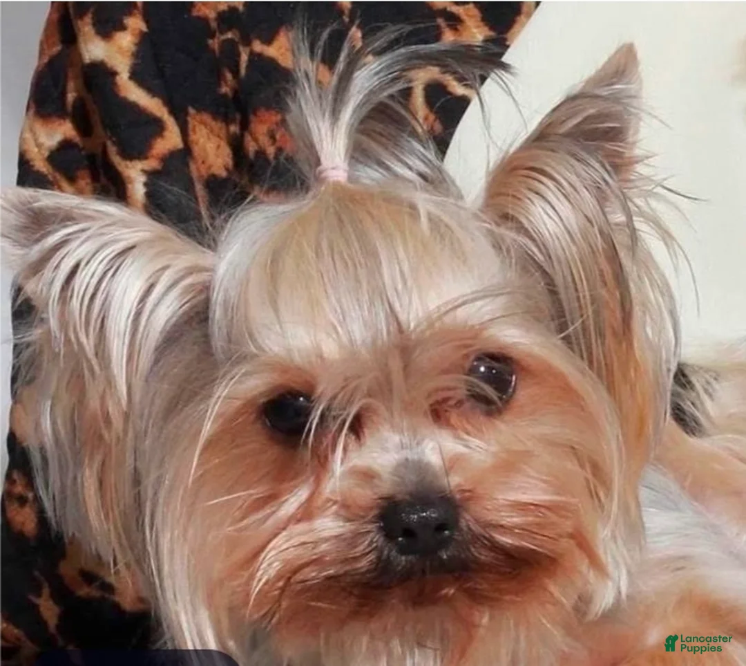 Yorkshire Terrier dogs for sale: Yorkshire Terrier 1 female trained - Ad 1