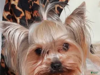Yorkshire Terrier dogs Yorkshire Terrier 1 female trained - Ad 9