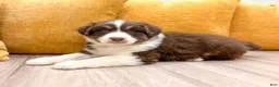 Australian Shepherd dogs for sale: Bella - Ad 3