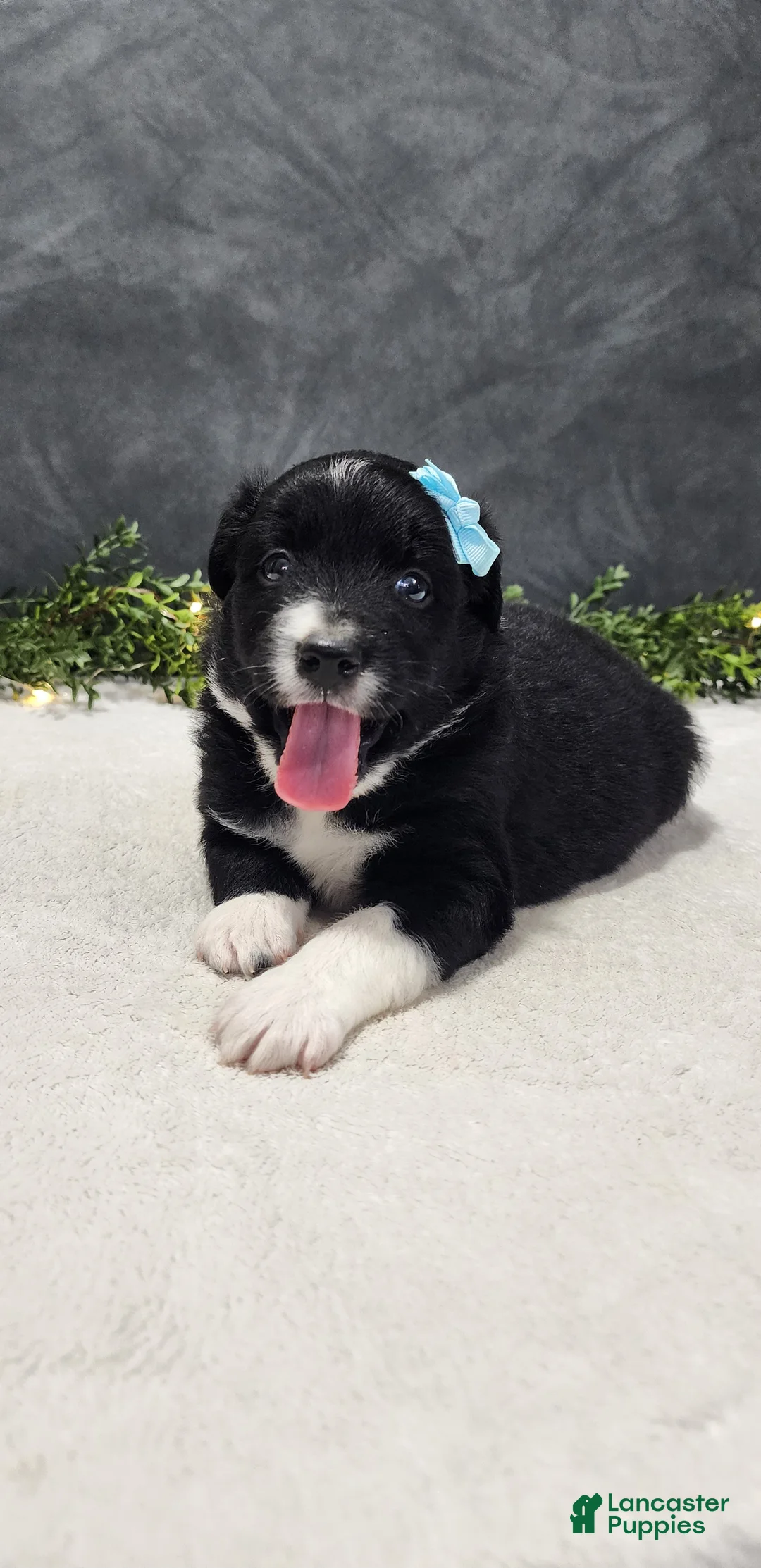 Miniature Australian Shepherd dogs for sale: Oliver  - Ad 4