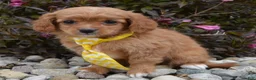 Cavapoo dogs for sale: Charlie - Ad 16