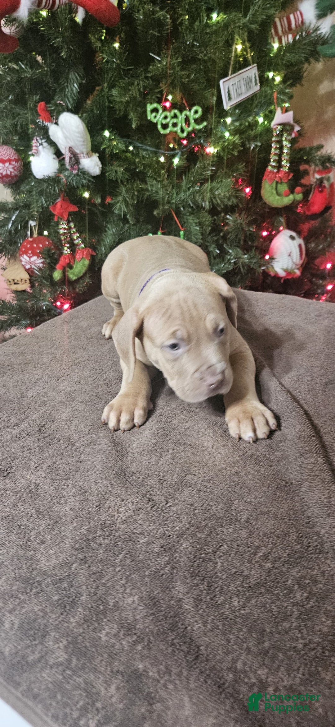 American Bully dogs for sale: NOEL - Ad 3