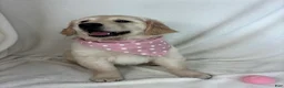 Golden Retriever dogs for sale: Gladys - Ad 4