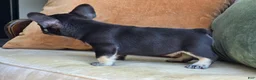 French Bulldog dogs for sale: Oscar - Ad 5