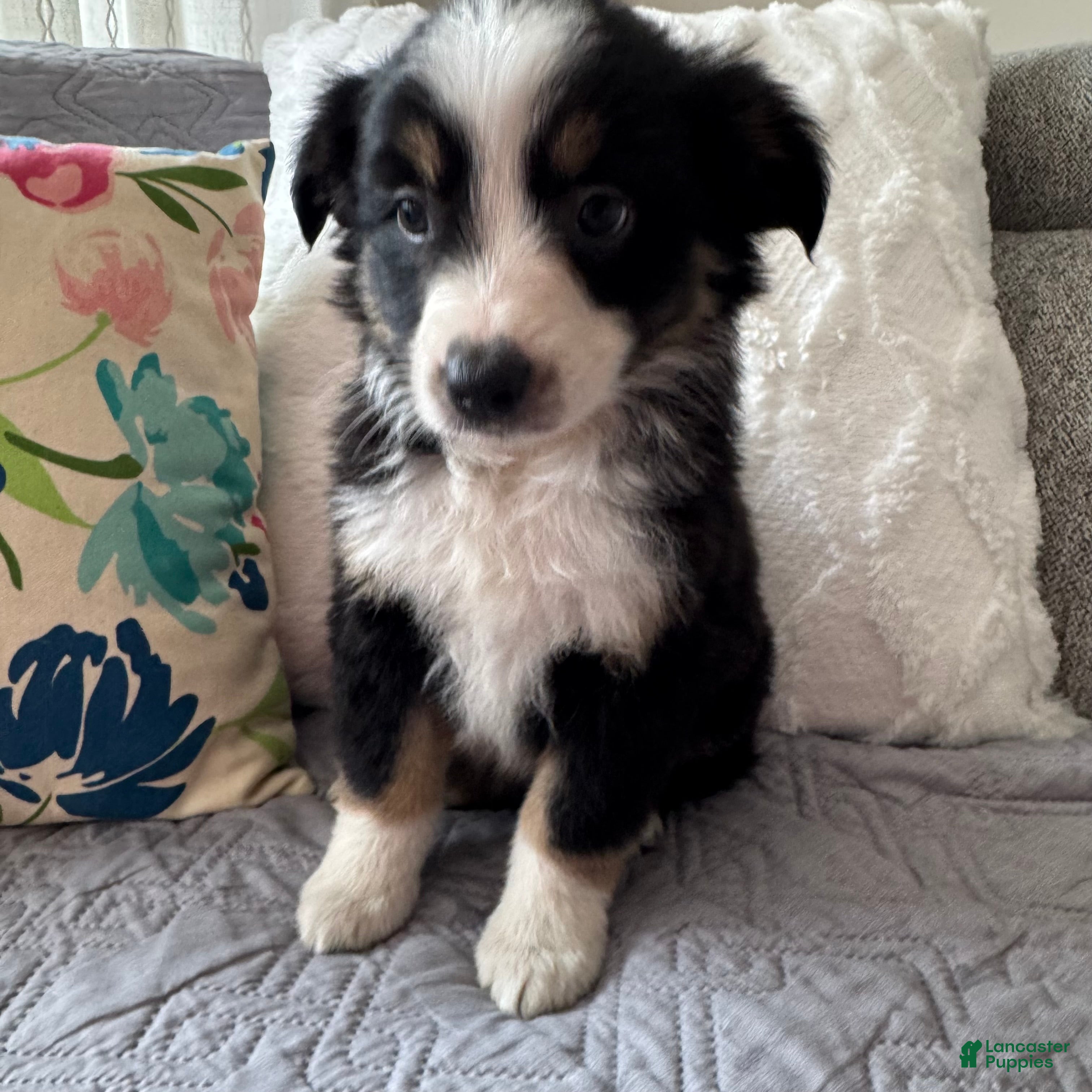 Miniature Australian Shepherd dogs Miniature Australian Shepherd Puppy 1 - Ad 2