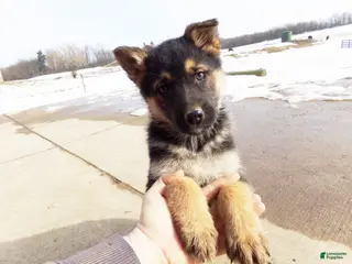 German Shepherd dogs Camile - Ad 42