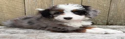 Mini Bernedoodle dogs for sale: 💜IN BOSTON MASSACHUSETTS AREA💜TINY BLUE MERLE TRI COLOR💜MINI BERNEDOODLE💜 - Ad 2