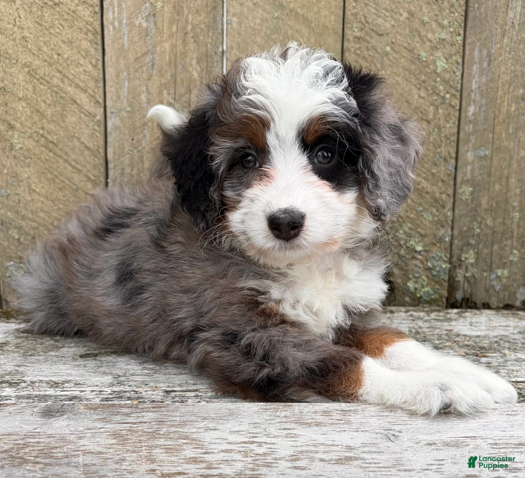 Mini Bernedoodle dogs for sale: 💜IN BOSTON MASSACHUSETTS AREA💜TINY BLUE MERLE TRI COLOR💜MINI BERNEDOODLE💜 - Ad 2