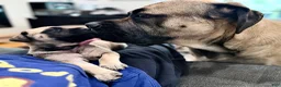 English Mastiff dogs for sale: English Mastiff Fawn Male - Ad 16