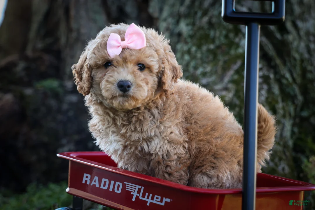 Bichpoo dogs for sale: Nessa Rose🎀 - Ad 1