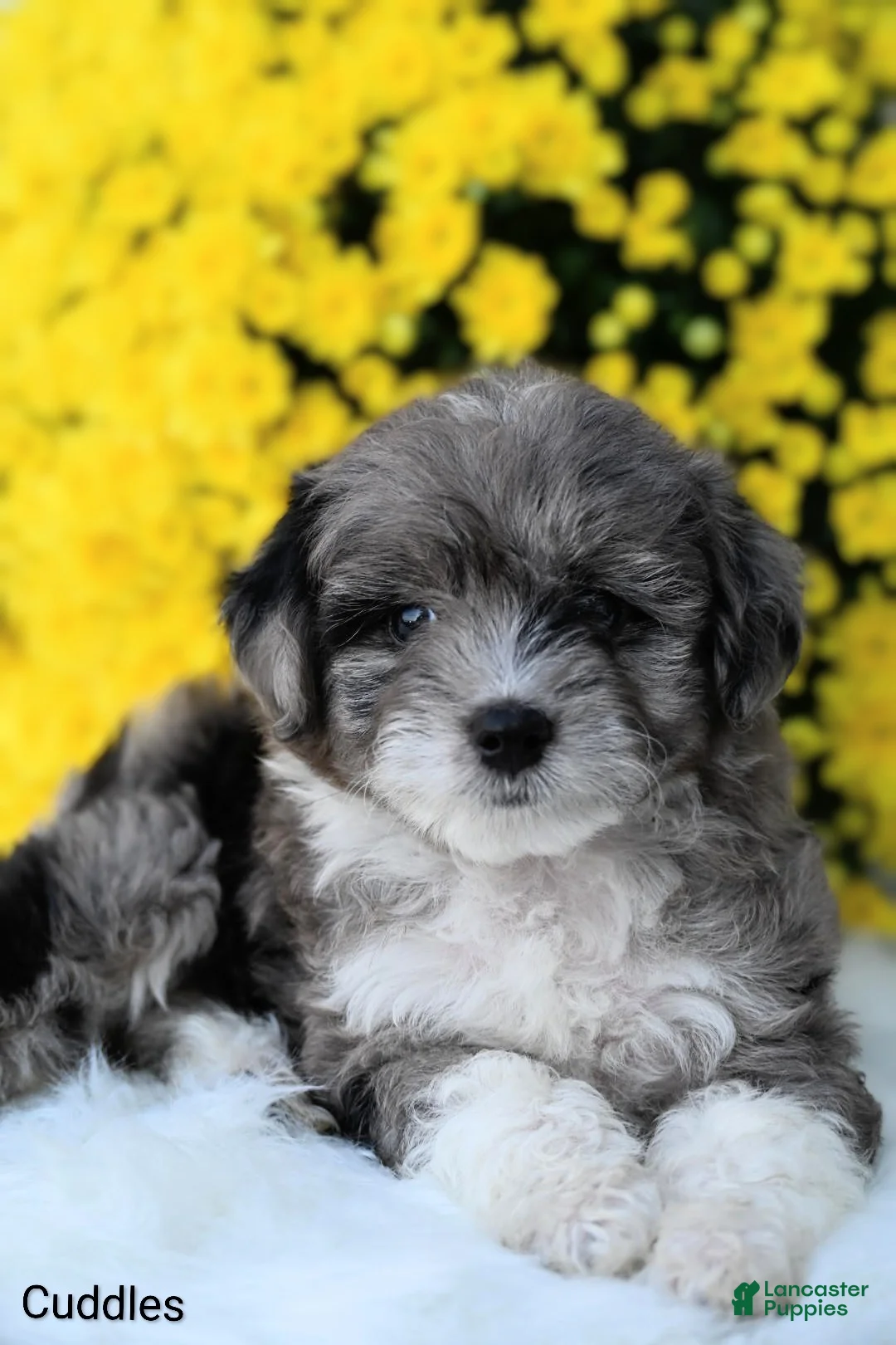 Mini Aussiedoodle dogs for sale: Cuddles - Ad 5