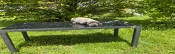 Cane Corso dogs for sale: Cane Corso Puppy 7 - Ad 5