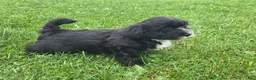 Mixed Breed dogs for sale: Mixed Breed Male 3 - Ad 3
