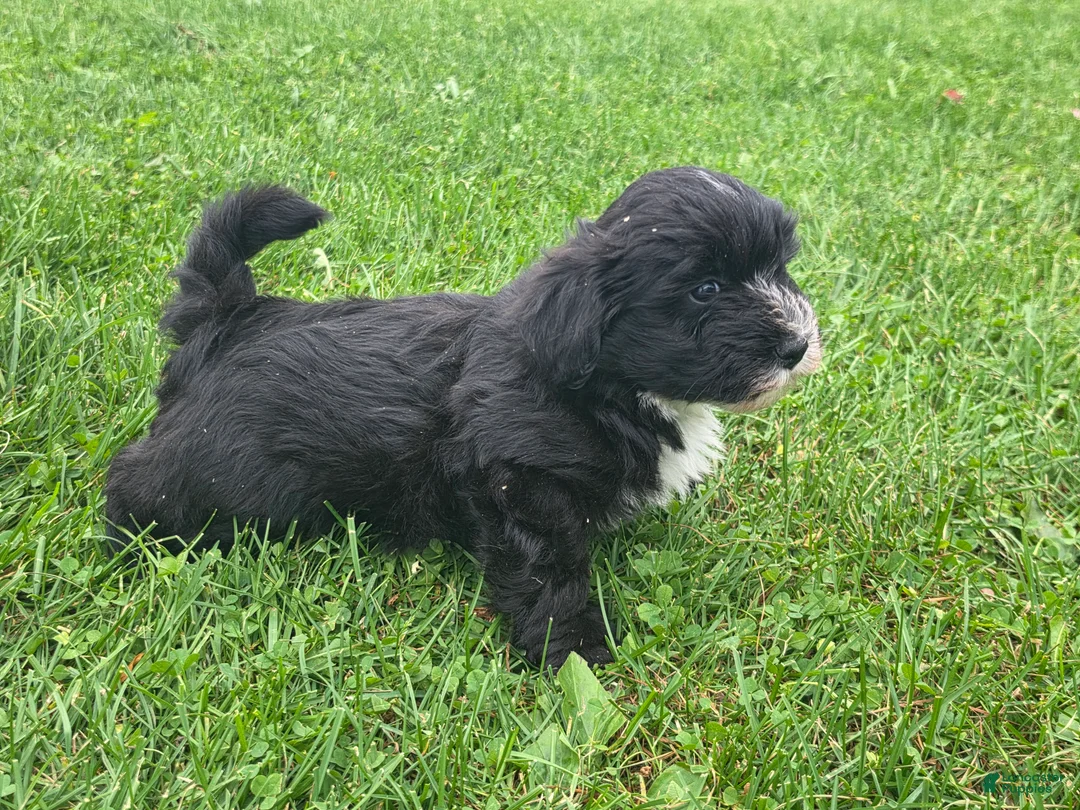 Mixed Breed dogs for sale: Mixed Breed Male 3 - Ad 3