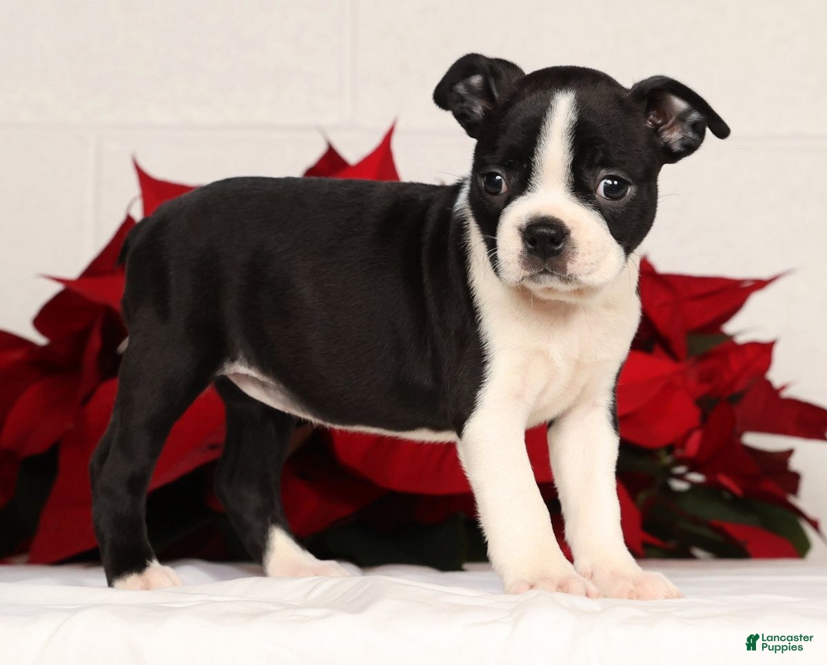 Boston Terrier dogs Jody - Ad 23