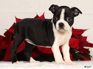 Boston Terrier dogs Jody - Ad 9