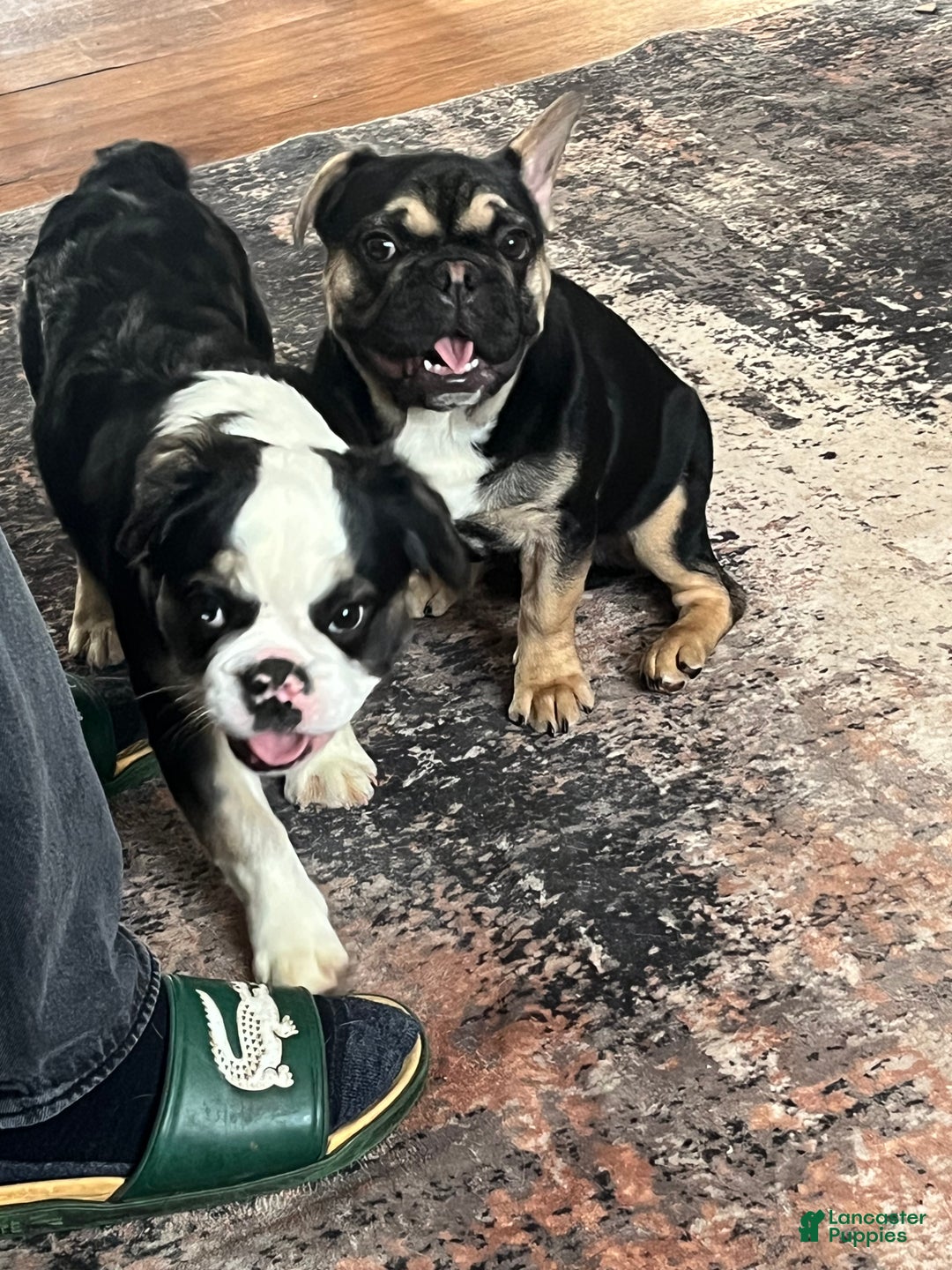 French Bulldog dogs for sale: Phoenix  - Ad 6