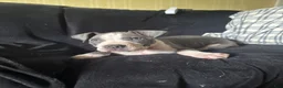 American Pit Bull Terrier dogs for sale: Blue- Banks - Ad 7