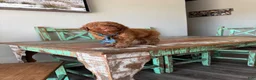 Miniature Poodle dogs for sale: Akc Clear 🧬 Tested Red Poodle Boy - Ad 5