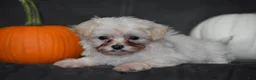 Maltipoo dogs for sale: Pippi - Ad 5