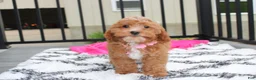 Cockapoo dogs for sale: Felicity  - Ad 3