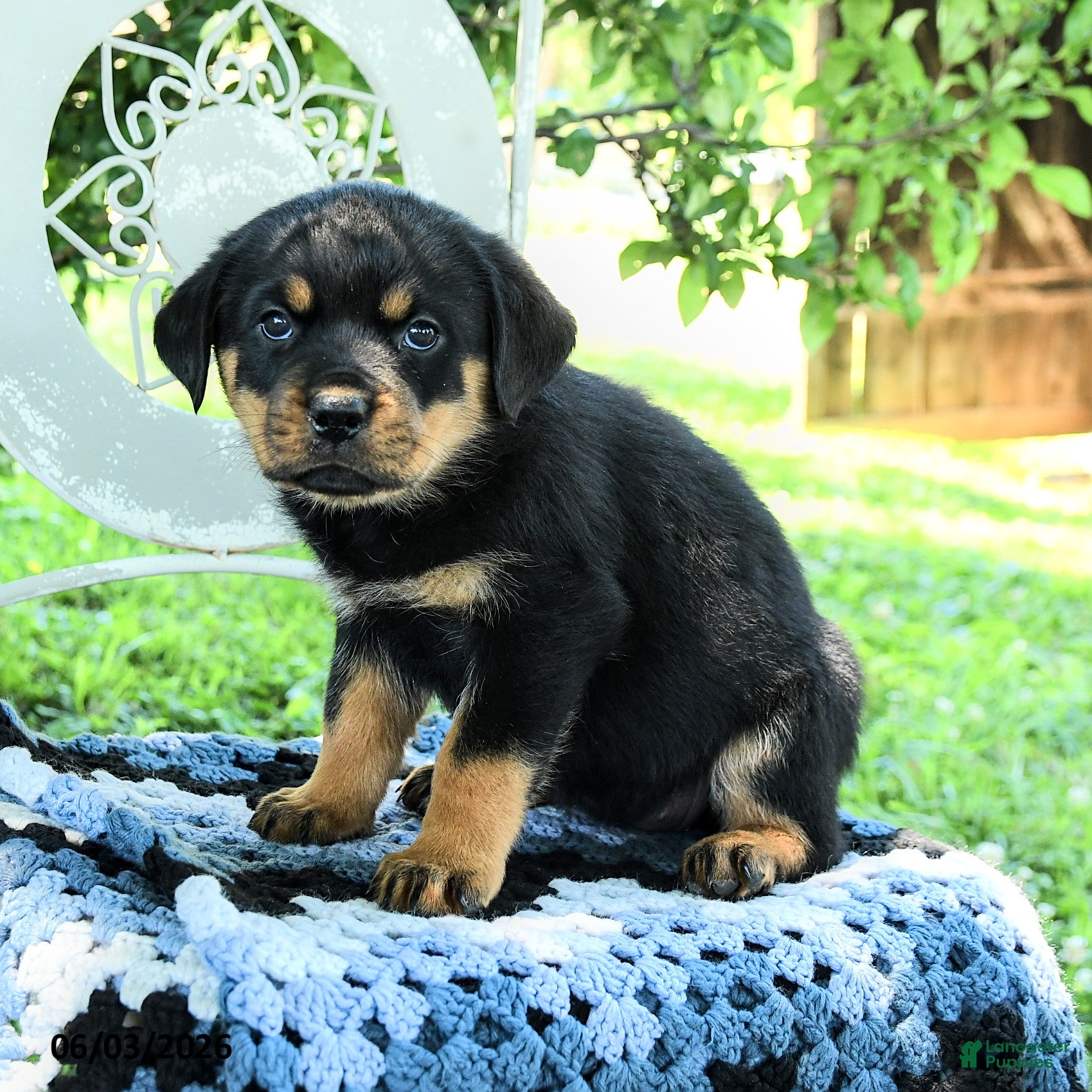Rottweiler dogs Juniper - Ad 1