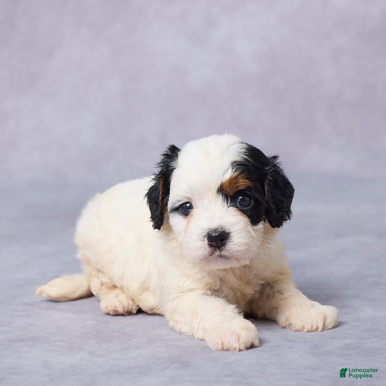 Cavapoo dogs Betsy - Ad 2