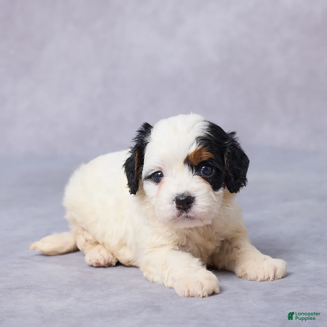 Cavapoo dogs for sale: Betsy - Ad 2