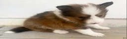 Shetland Sheepdog dogs for sale: Seamus - Ad 5