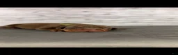 Doberman Pinscher dogs for sale: Phantom's The Franchise "Tyrese Maxey'""'European - Ad 3