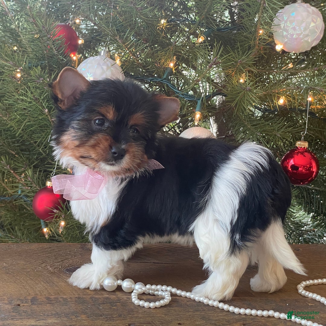 Mixed Breed dogs for sale: Buttercup - Ad 2