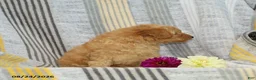 Toy Poodle dogs for sale: Victor - Ad 3