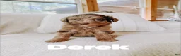 Aussiedoodle dogs for sale: Derek - Ad 1