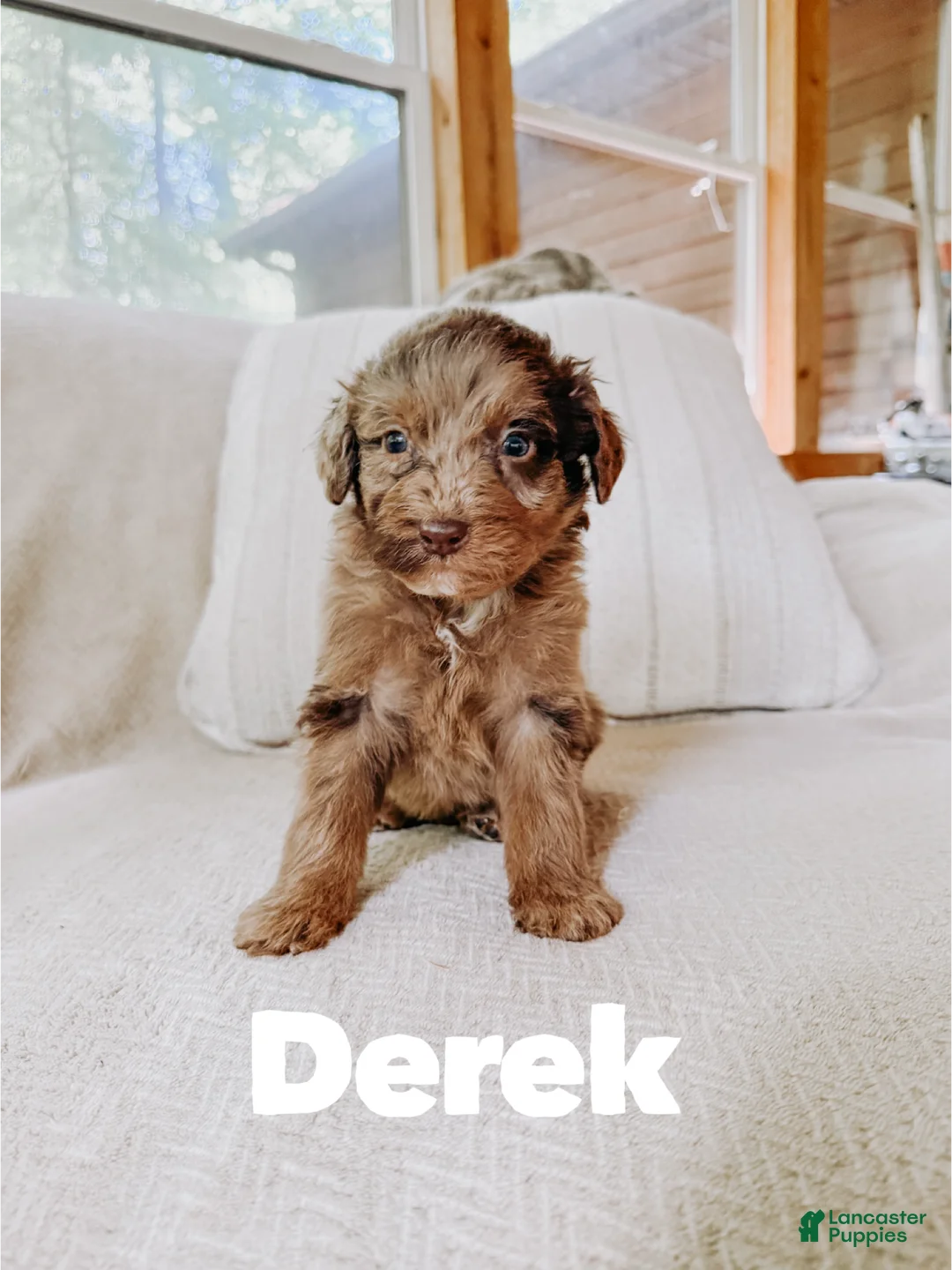 Aussiedoodle dogs for sale: Derek - Ad 1