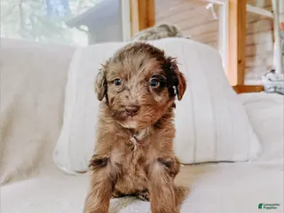 Aussiedoodle dogs Derek - Ad 29