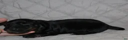 Miniature Dachshund dogs for sale: Dogo - Ad 2