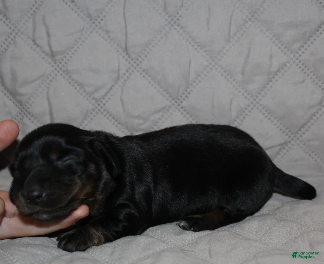 Miniature Dachshund dogs for sale: Dogo - Ad 2