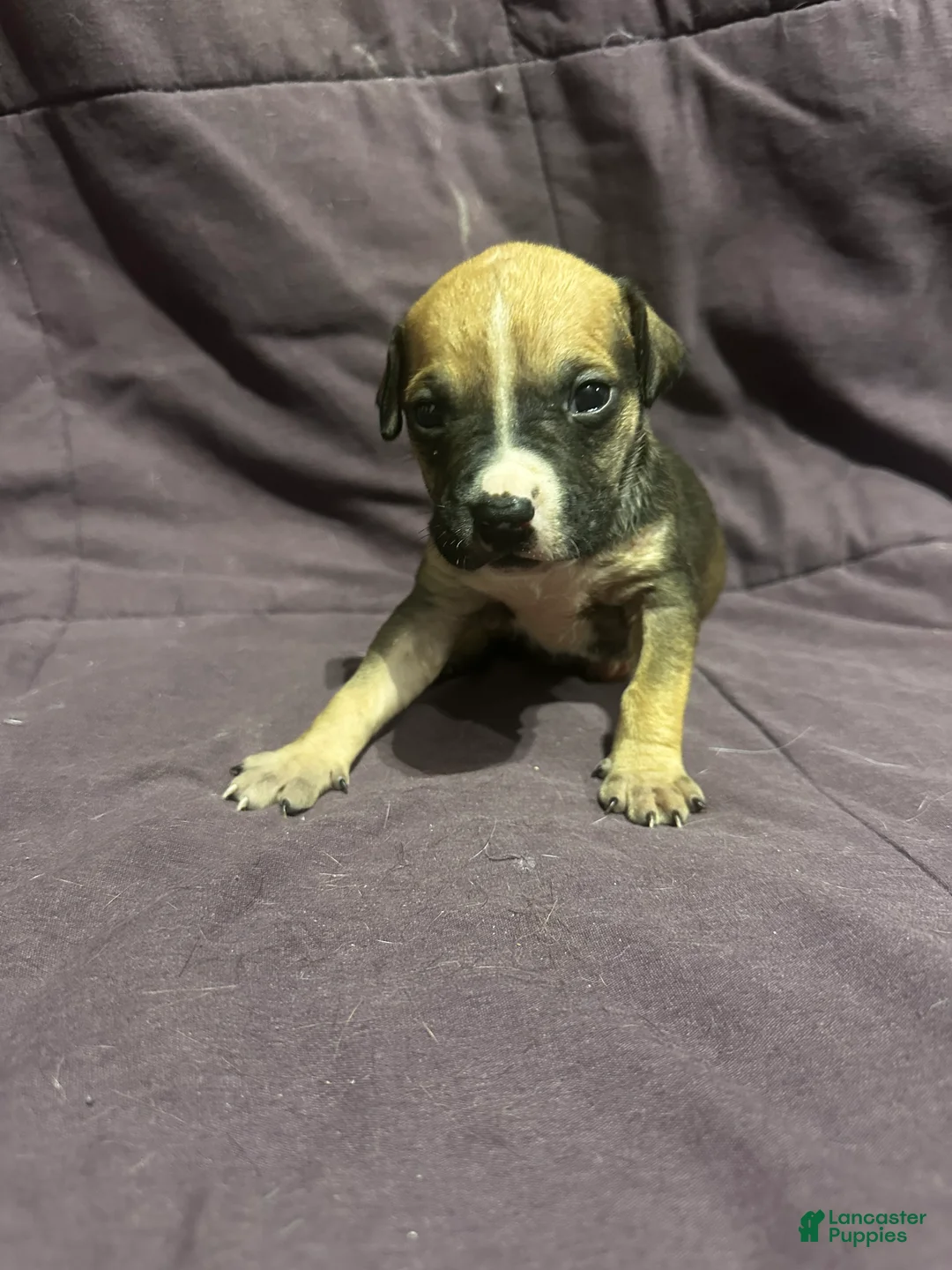 Mixed Breed dogs for sale: Mixed Pit Red - Ad 1