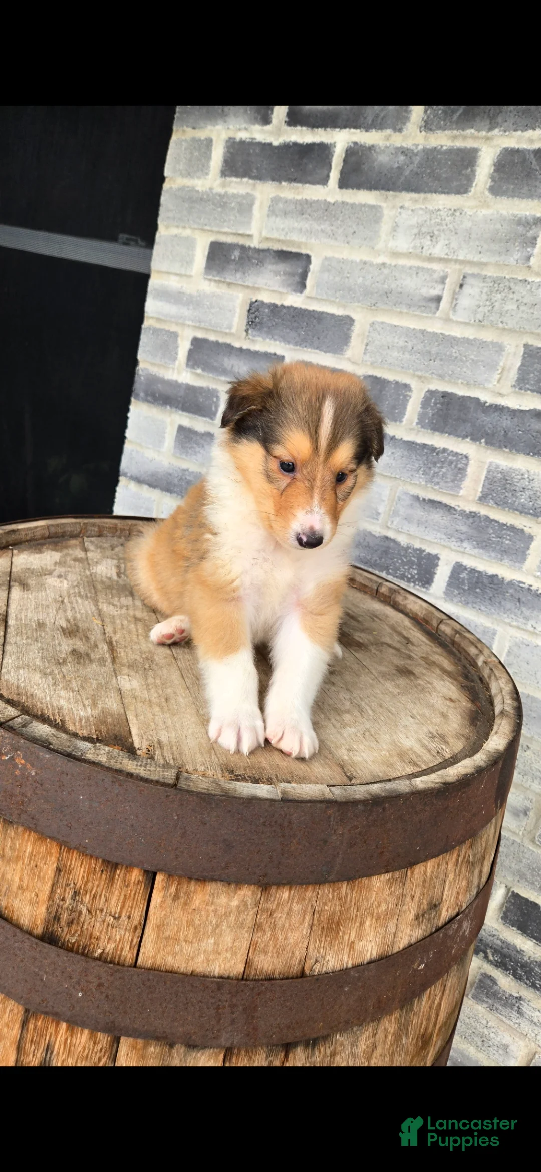 Collie dogs for sale: Collie Puppy 2 - Ad 1