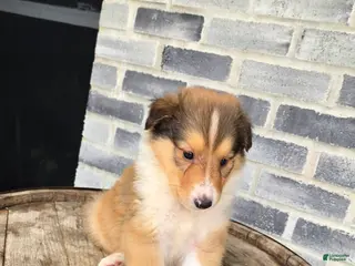 Collie dogs Collie Puppy 2 - Ad 3