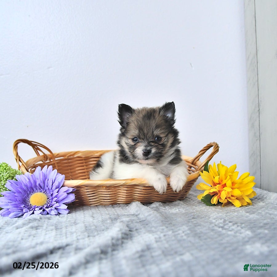 Pomeranian dogs Tinker - Ad 1