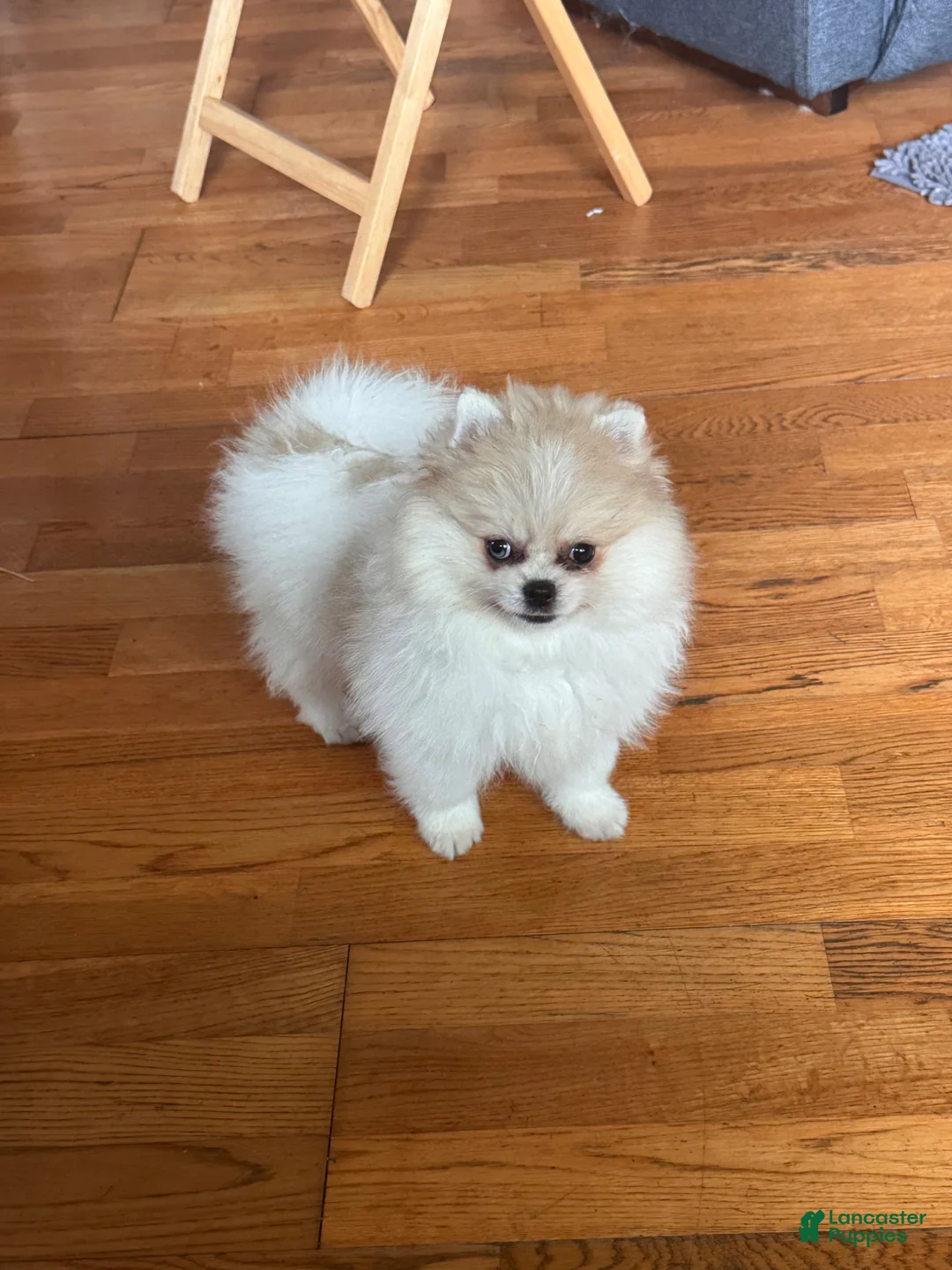 Pomeranian dogs for sale: Pomeranian Puppy 1 - Ad 1