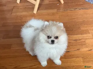Pomeranian dogs Pomeranian Puppy 1 - Ad 28