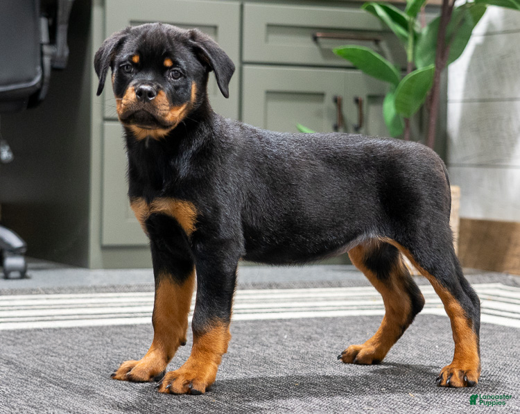Rottweiler dogs for sale: Gemini - Ad 2