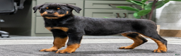 Rottweiler dogs for sale: Gemini - Ad 1
